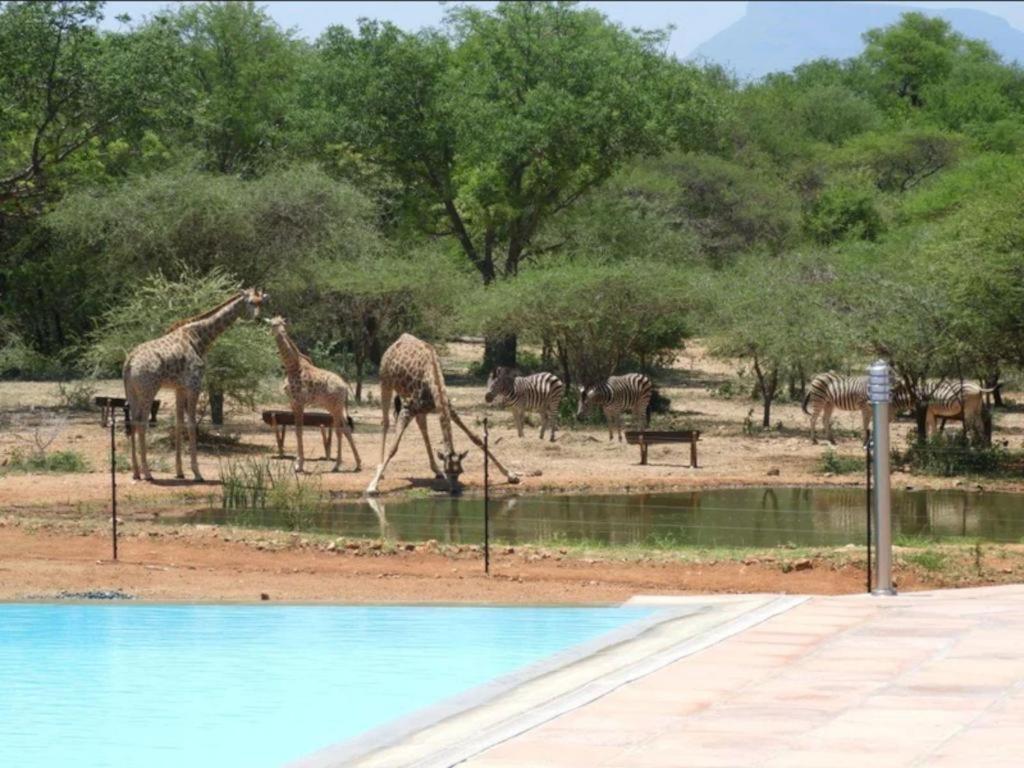 Thandolwami Bushlodge & Spa Ходспруит Екстериор снимка