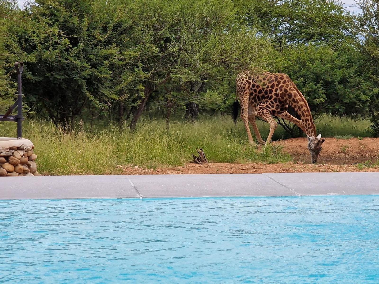 Thandolwami Bushlodge & Spa Ходспруит Екстериор снимка